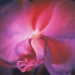 orchid-winter3-5annahalm