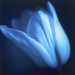 tulip-winter10-3annahalm