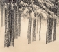 snowy-branch