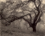 valley-oak-sepia