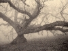 valley-of-the-giants-sepia