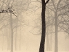 winter-forest