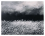 purple_needlegrass_lg.jpg